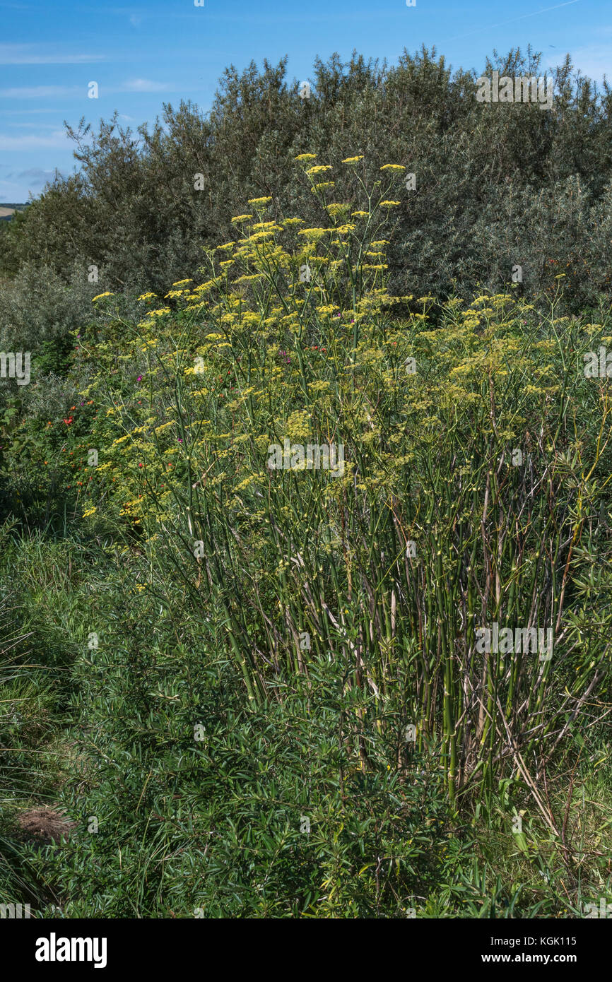 Grande campione di finocchio selvatico / Foeniculum vulgare cresce allo stato selvatico, in Cornovaglia. Piante commestibili come i suoi cugini addomesticati. Foto Stock