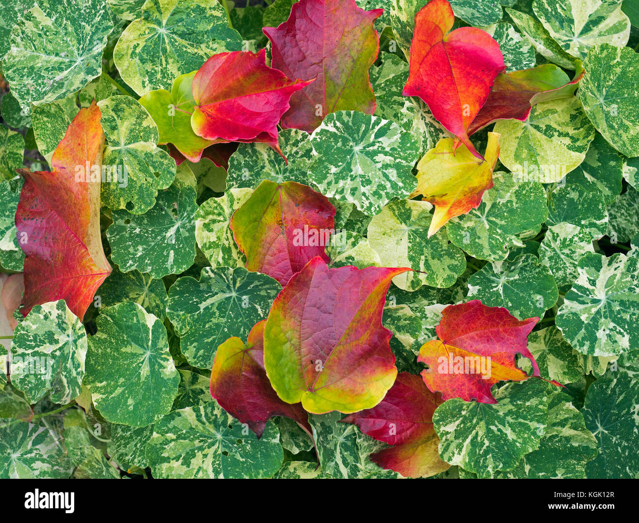 Nasturzio variegato 'Firebird'e foglie cadute di Virginia superriduttore Parthenocissus quinquefolia Foto Stock