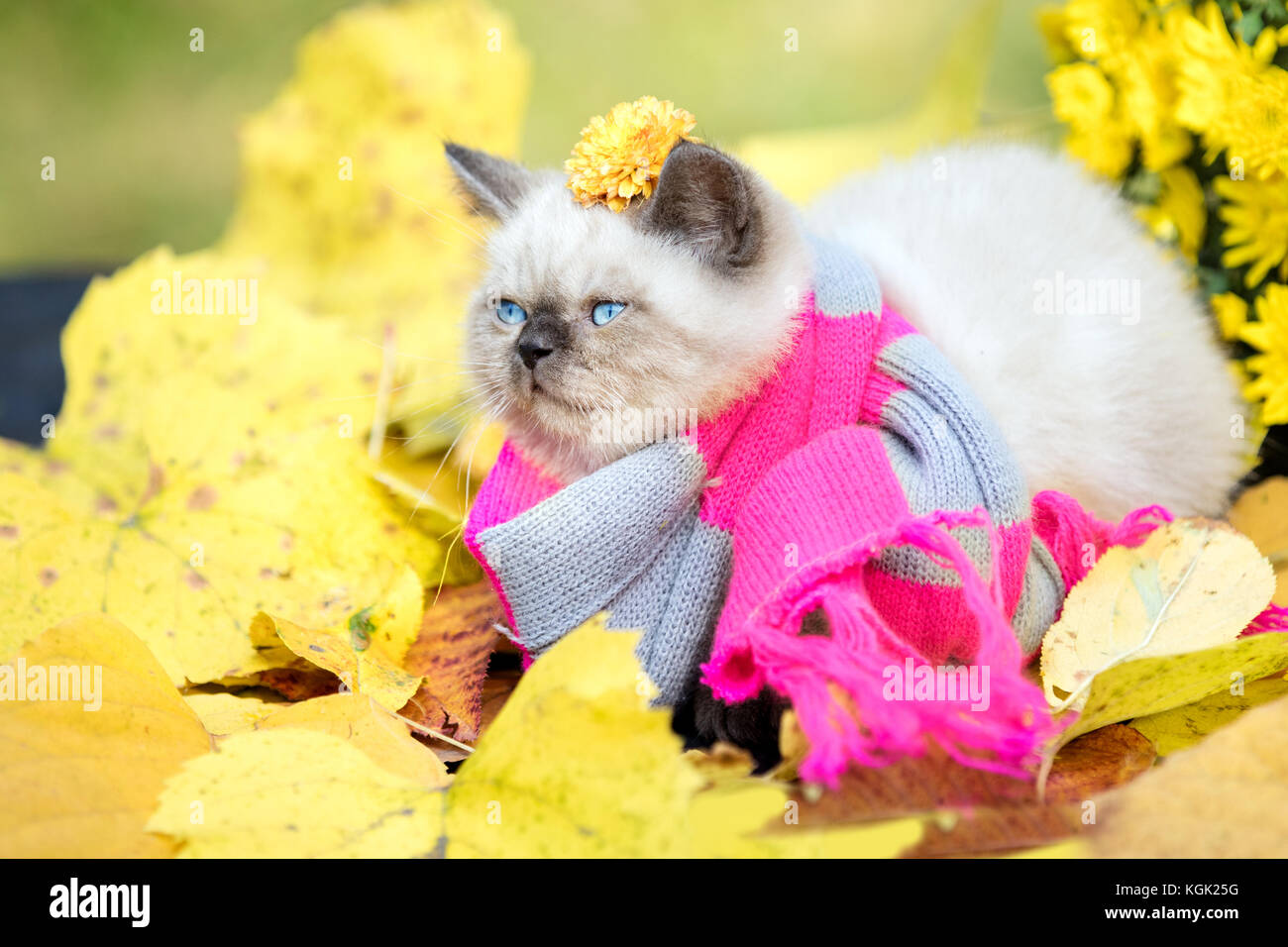 In autunno il ritratto del piccolo gattino indossando rosa grigio maglia sciarpa. Cat passeggiate all'aperto sulle foglie cadute in un giardino Foto Stock