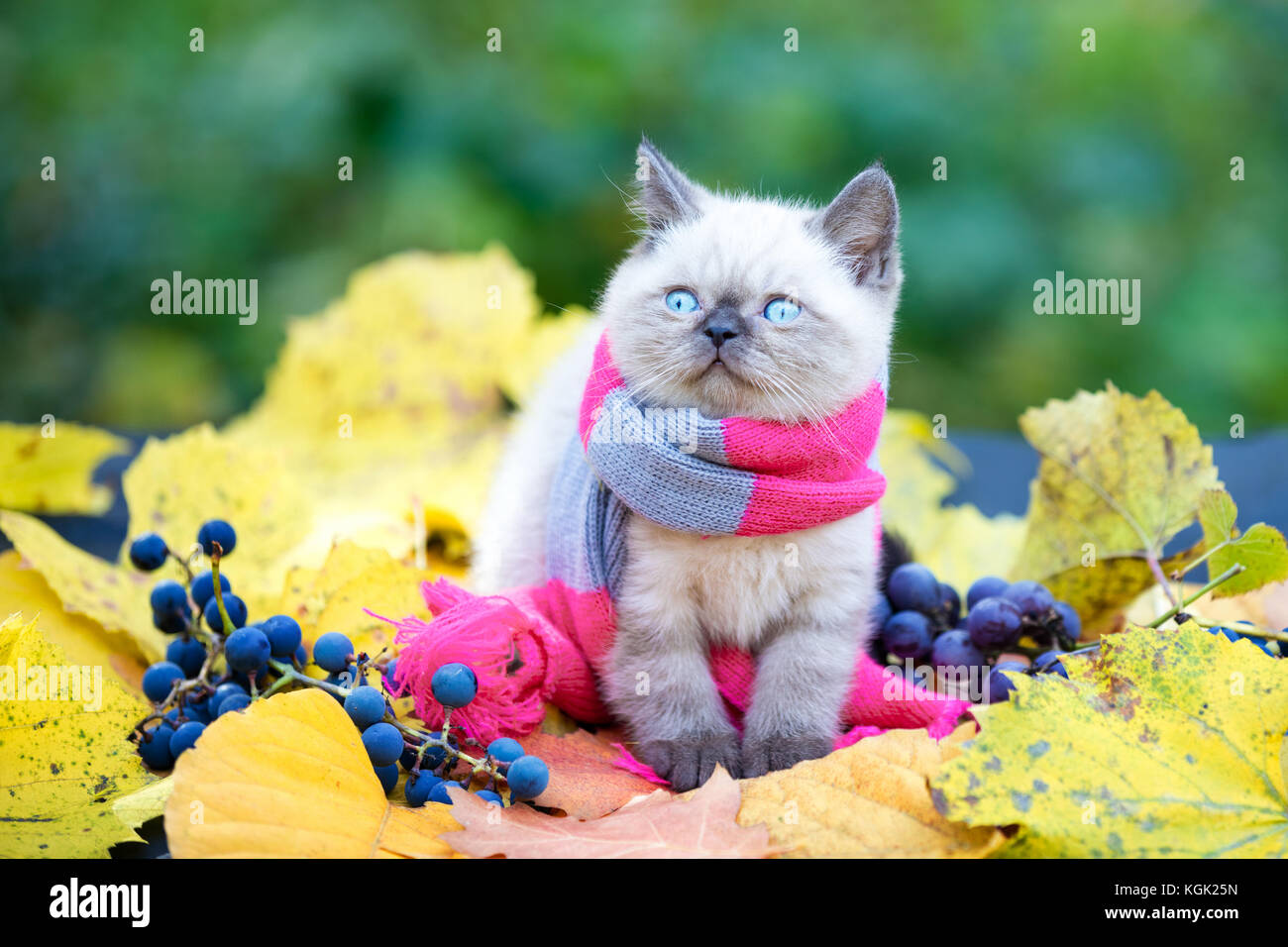 In autunno il ritratto del piccolo gattino indossando rosa grigio maglia sciarpa. Cat passeggiate all'aperto sulle foglie cadute in un giardino Foto Stock