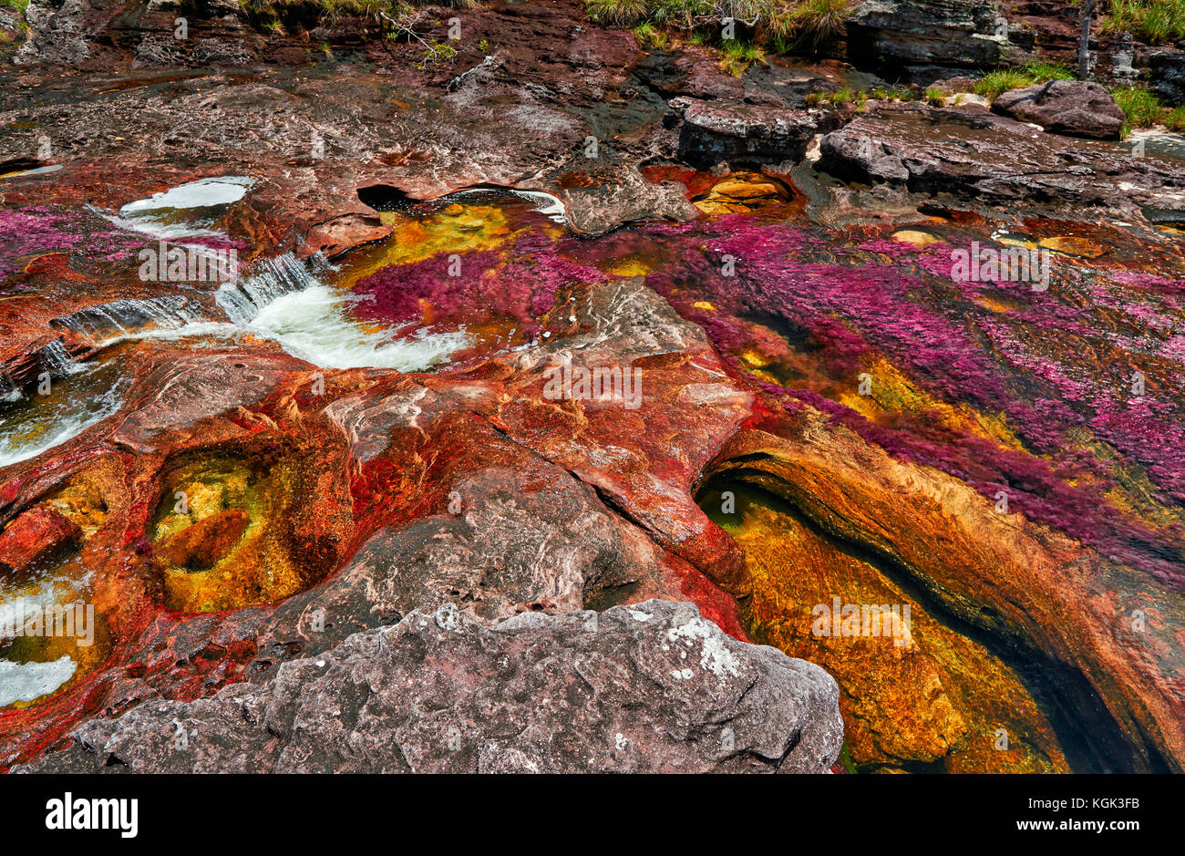 Alghe rosse di cano cristales chiamato 'Fiume di cinque colori' o il 'liquid rainbow", Serrania de la Macarena, la macarena, Colombia, Sud America Foto Stock