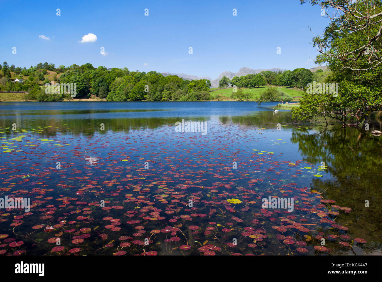 Loughrigg tarn, lale district national park, cumbria Foto Stock