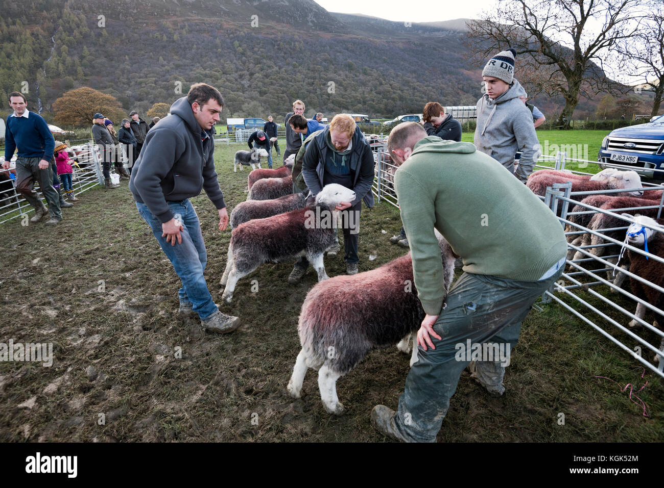 Pecore Herdwick essendo giudicato, Buttermere pastori soddisfare, Cumbria, Regno Unito. Foto Stock