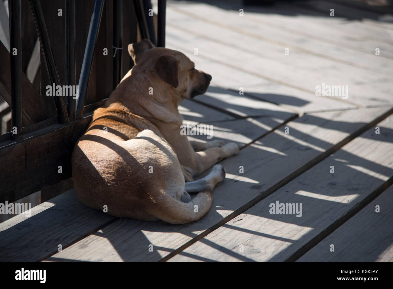 Stray dog a prendere il sole in corrispondenza di un bordo a piedi a Valparaiso, Cile. Foto Stock