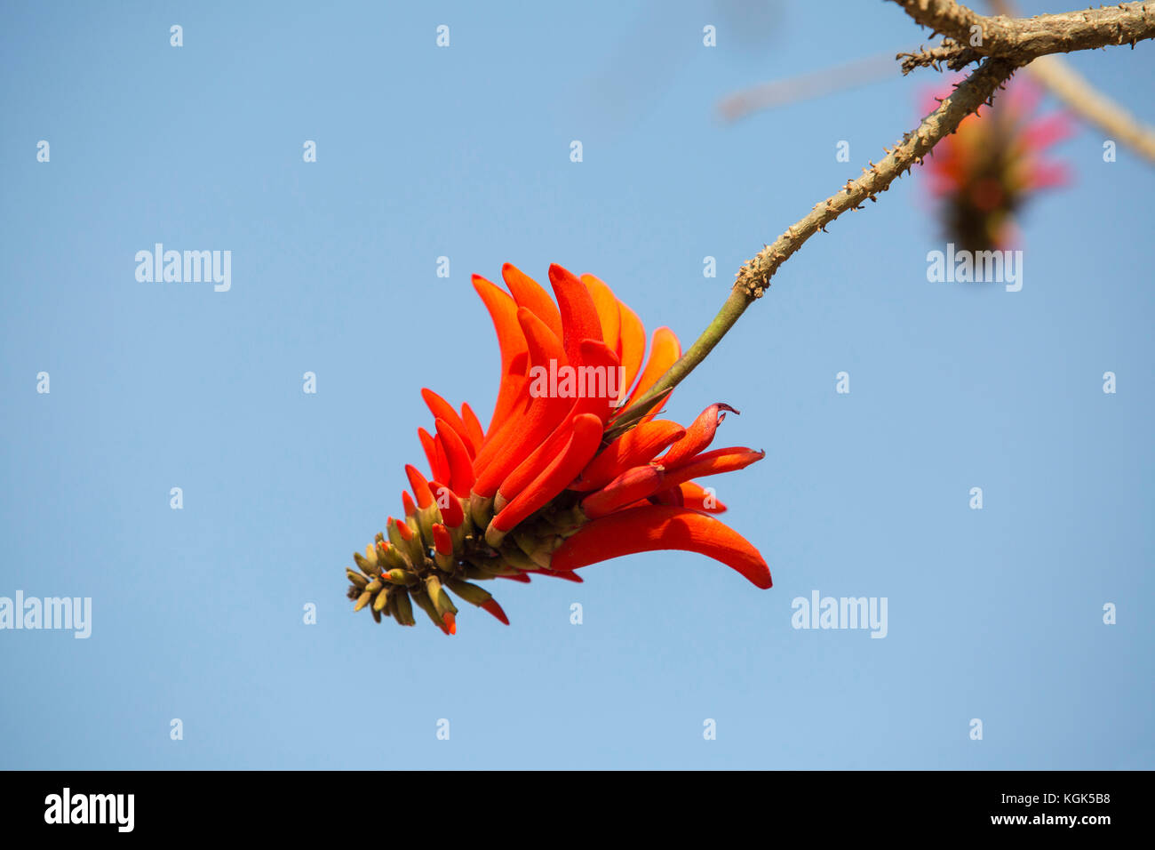 Fiore rosso cremisi del comune CORAL TREE (erythrina lysistemon) Foto Stock