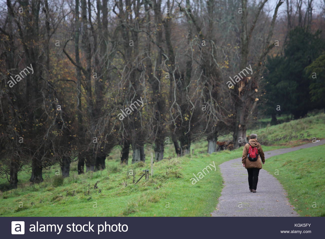 Camminare vicino a boschi in Irlanda Foto Stock