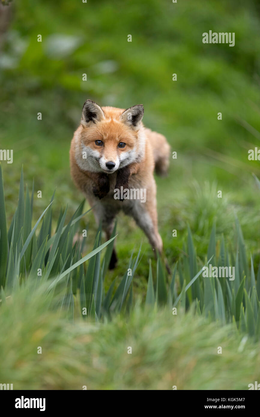 Fox; Vulpes vulpes singolo; Jumping Cornwall, Regno Unito Foto Stock