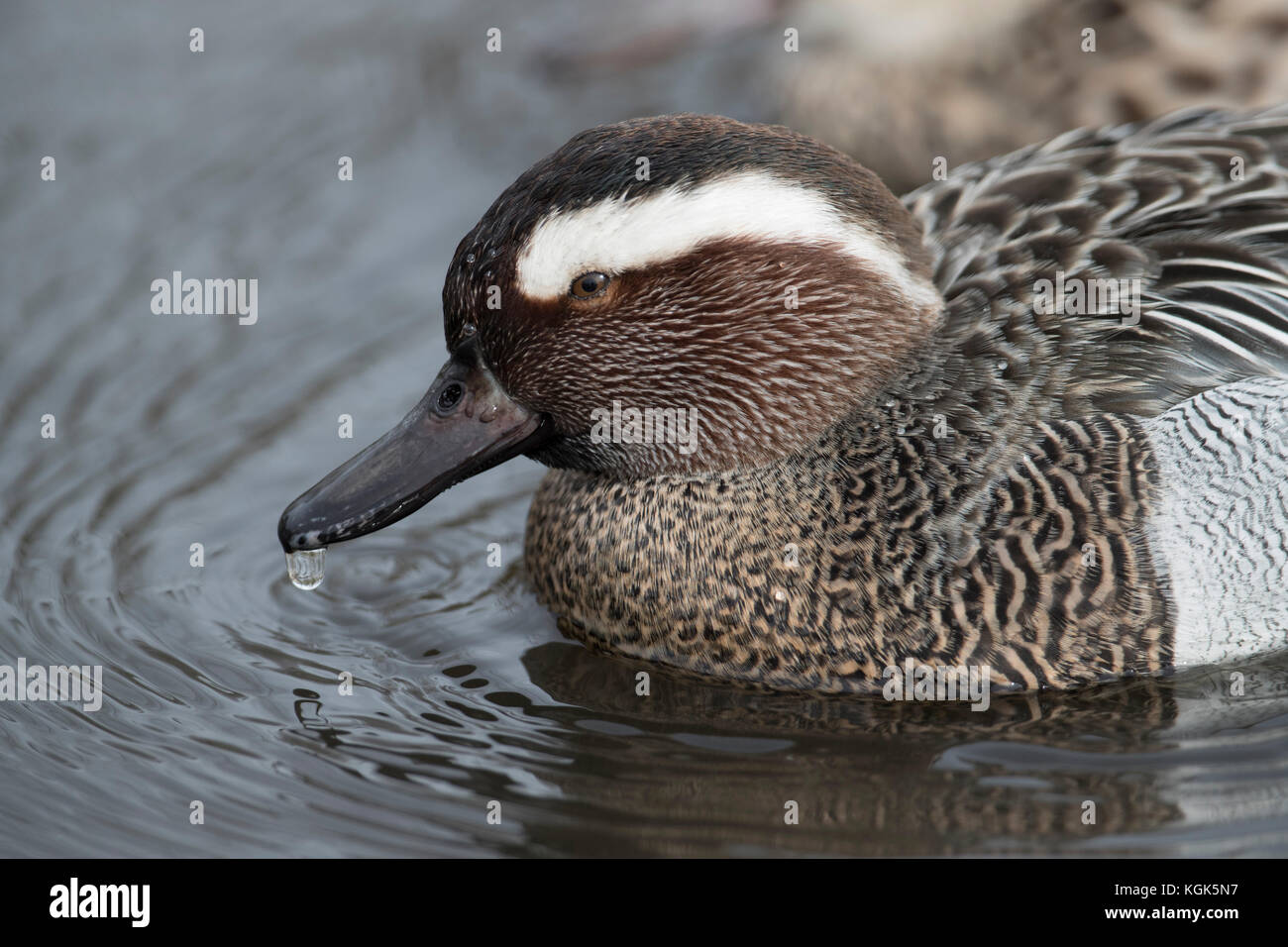 Garganey; Anas querquidda Single; Ritratto Scozia; UK Foto Stock