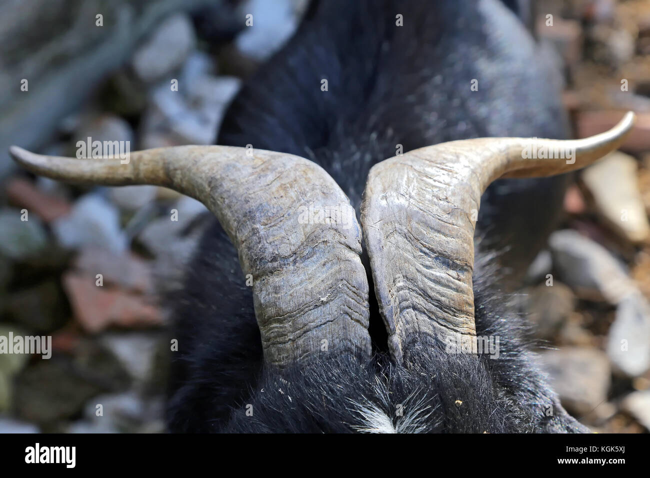 Close up di corno di capra Foto Stock