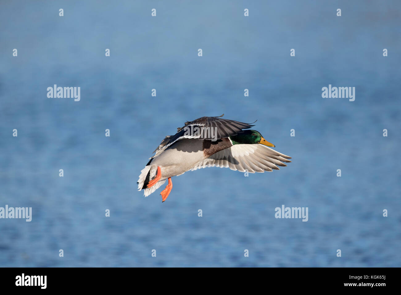 Mallard; Anas platyrhynchos maschio singolo in volo Cornwall, Regno Unito Foto Stock