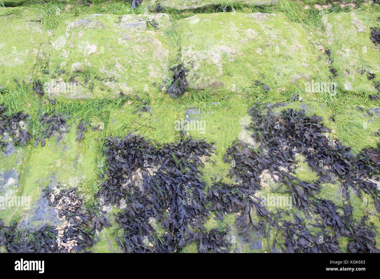 Le alghe sulla parete del mare sullo sfondo di mattoni Foto Stock