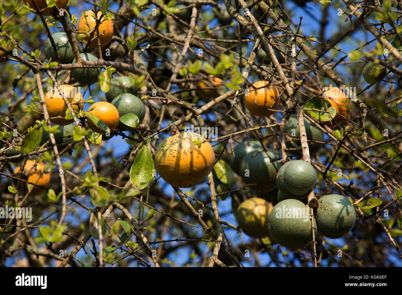 Strychnos spinosa o spinoso arancione di scimmia frutti su un albero (noto anche come green monkey arancio) Foto Stock