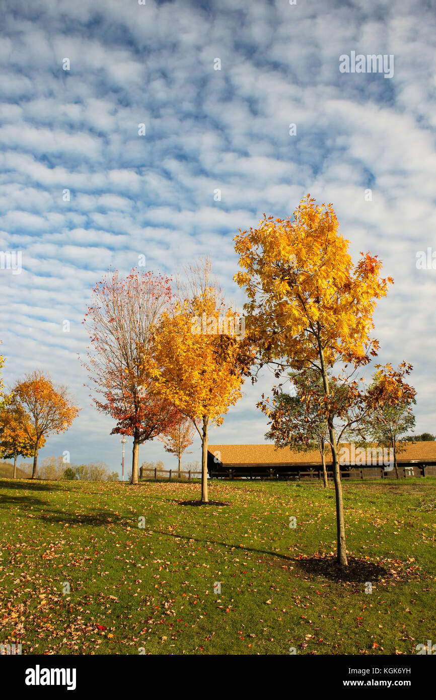 Foglie di autunno e colori su alberi in un parco nel midwestern Stato del Michigan Foto Stock