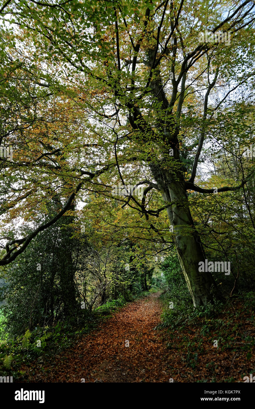 Brobury cicatrice è vicino monnington e moccas tribunali herefrodshire, uk dove il fiume ha tagliato attraverso la pietra arenaria rossa. Foto Stock