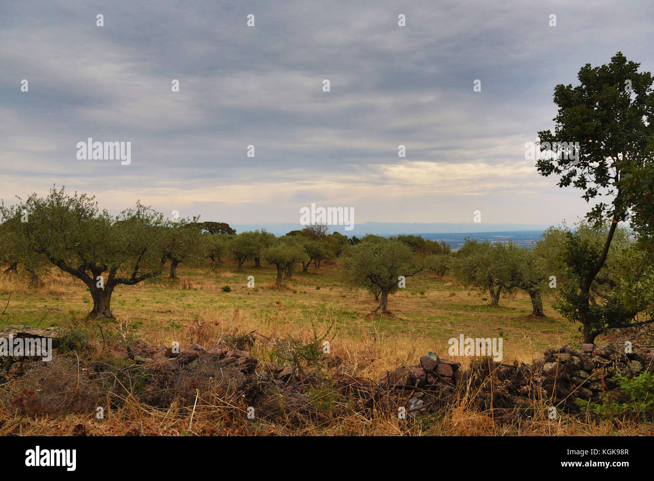 Alberi di olivo nella campagna appena fuori il vecchio villaggio di bortigali, Sardegna, Italia Foto Stock