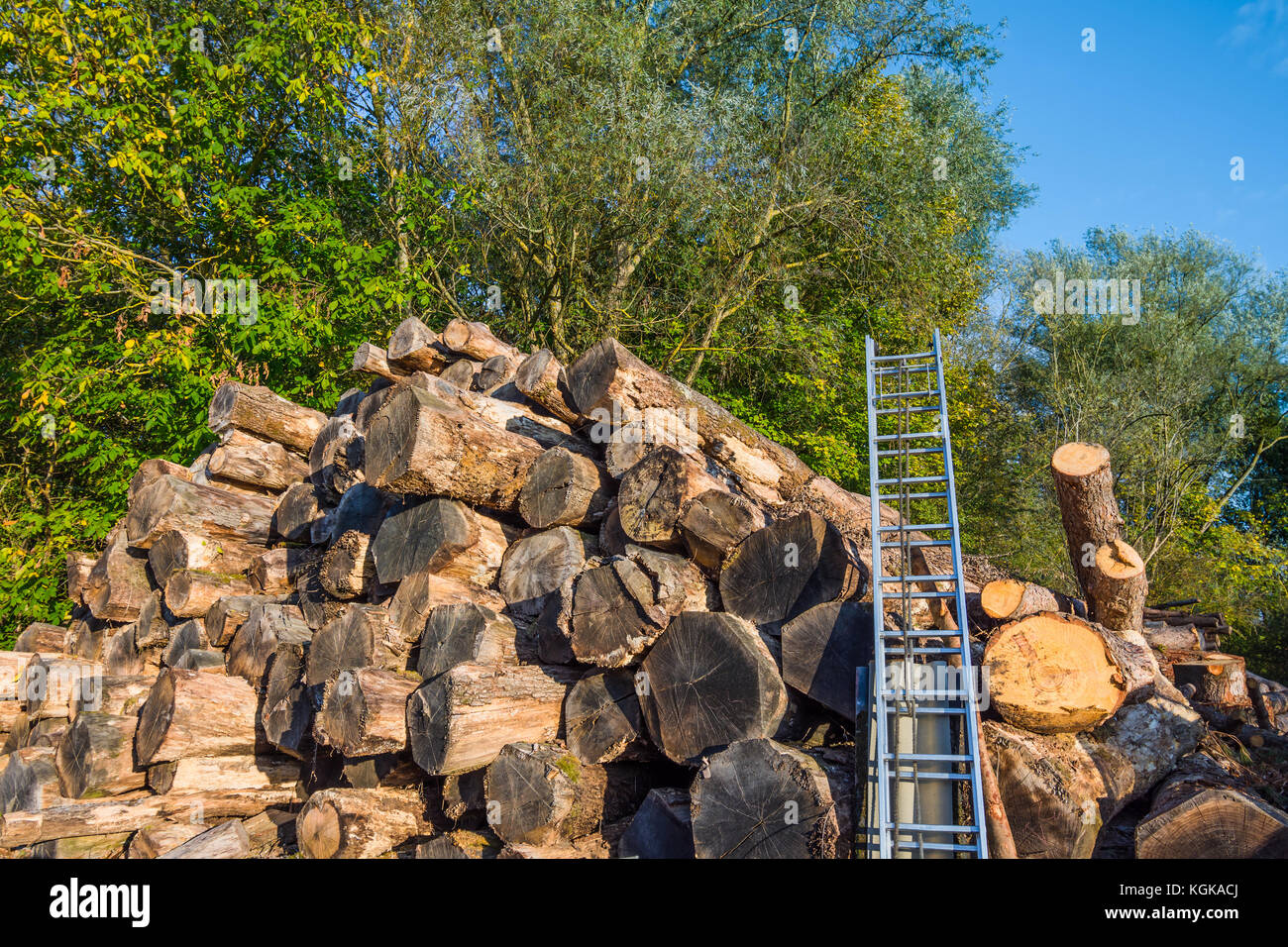 Pila di abbattuto tronchi di alberi - Francia. Foto Stock