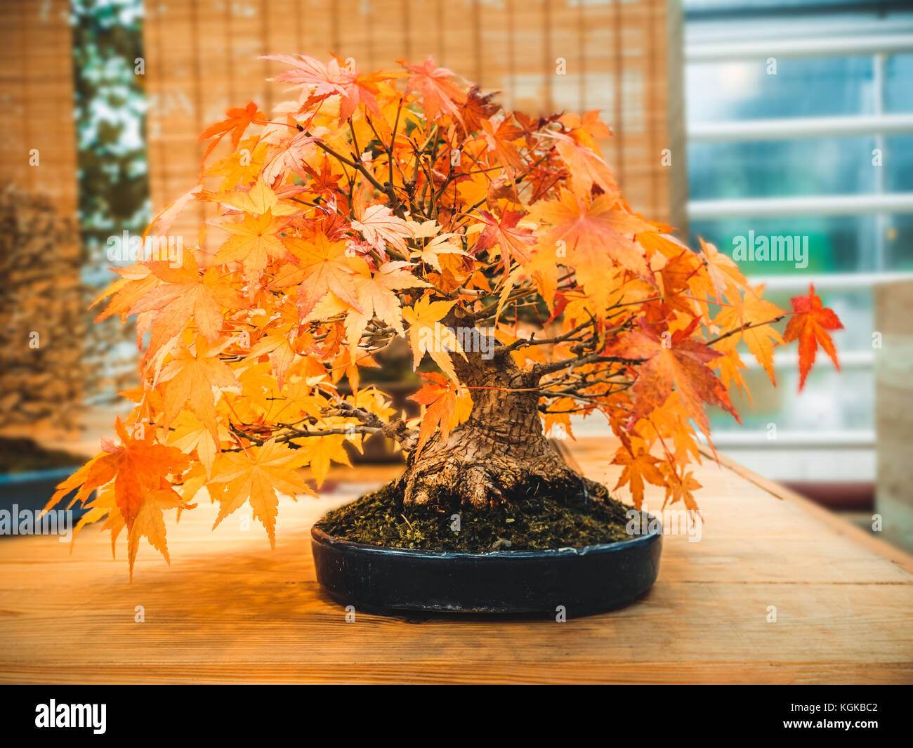 Rosso scarlatto bonsai acero acer palmatum albero di bonsai del tridente  acero in autunno Foto stock - Alamy