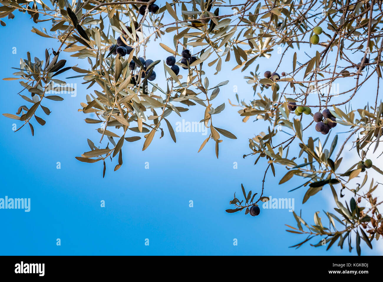 Le olive crescono su un albero di olivo, basso angolo di visione. Mediterraneo ulivo rami con frutti immaturi di olive nere in Roma, Italia. Foto Stock