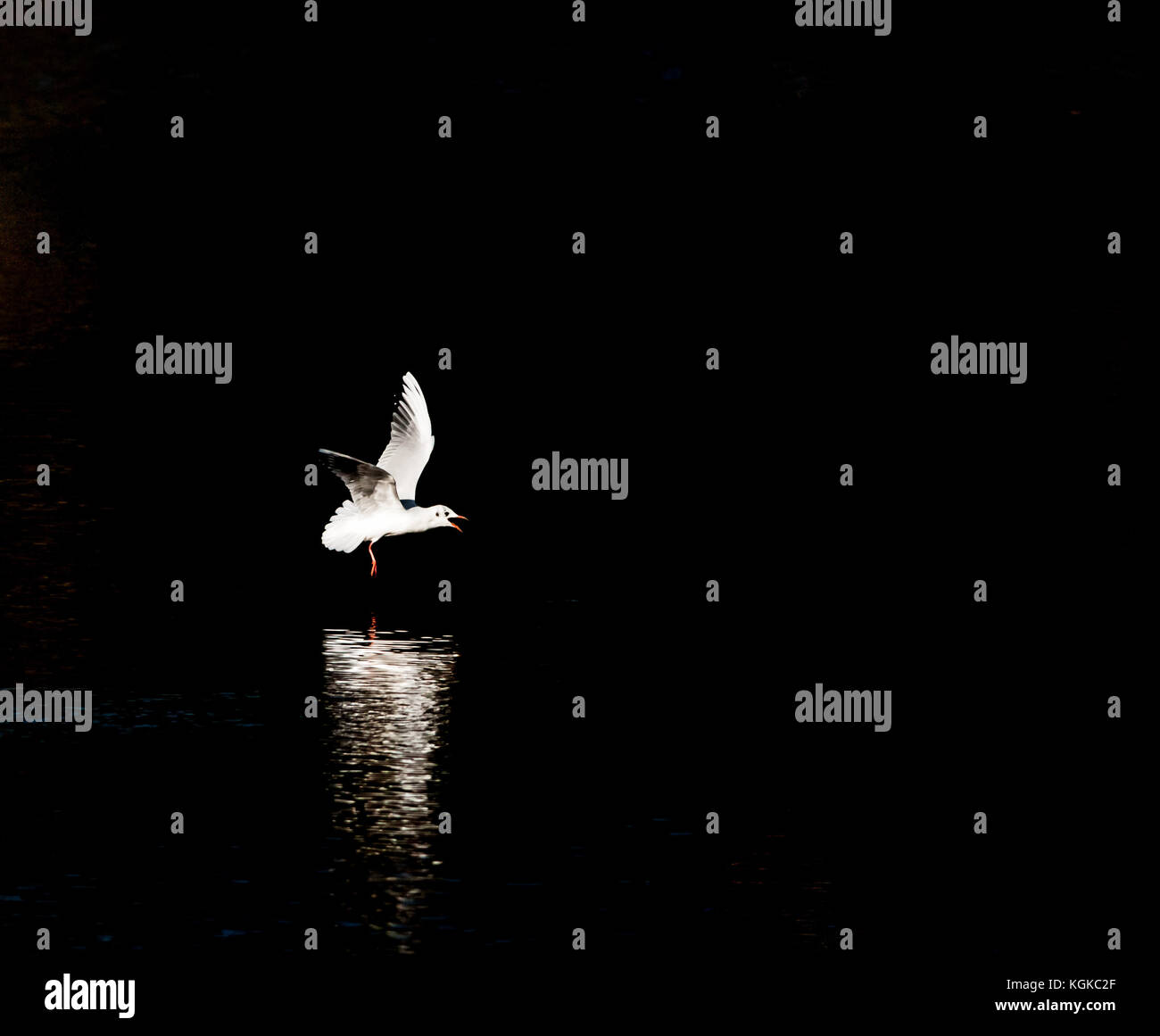 Immagine di basso livello del gabbiano a testa nera in volo sull'acqua Foto Stock