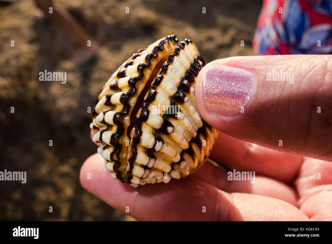 Close up clam shell tenuto in mano tra il pollice e il dito pollice unghie è dipinta con glitter rosa smalto per unghie Foto Stock