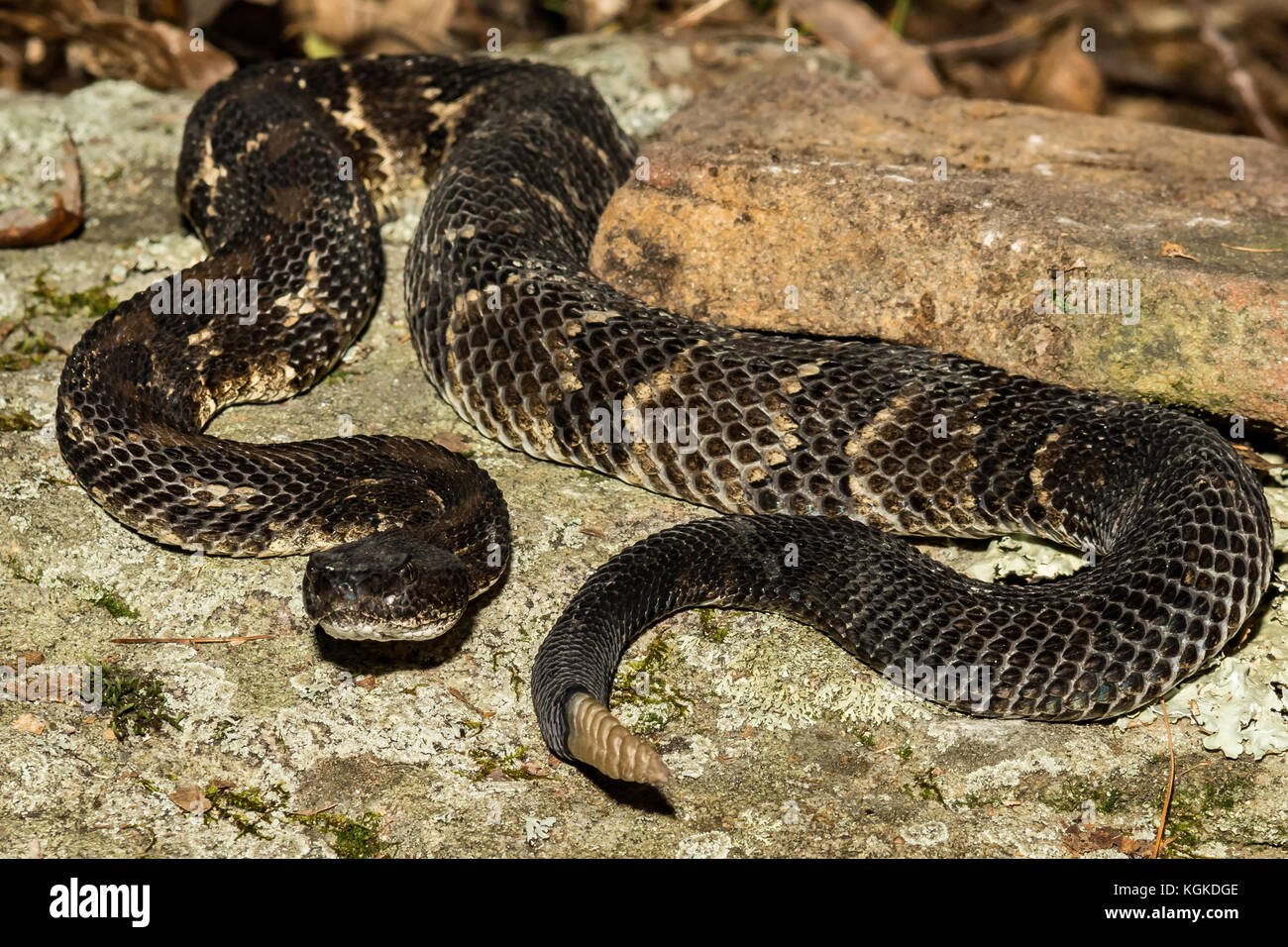Una chiusura di una fase di nero timber rattlesnake crogiolarvi al sole su una roccia in Pennsylvania Foto Stock