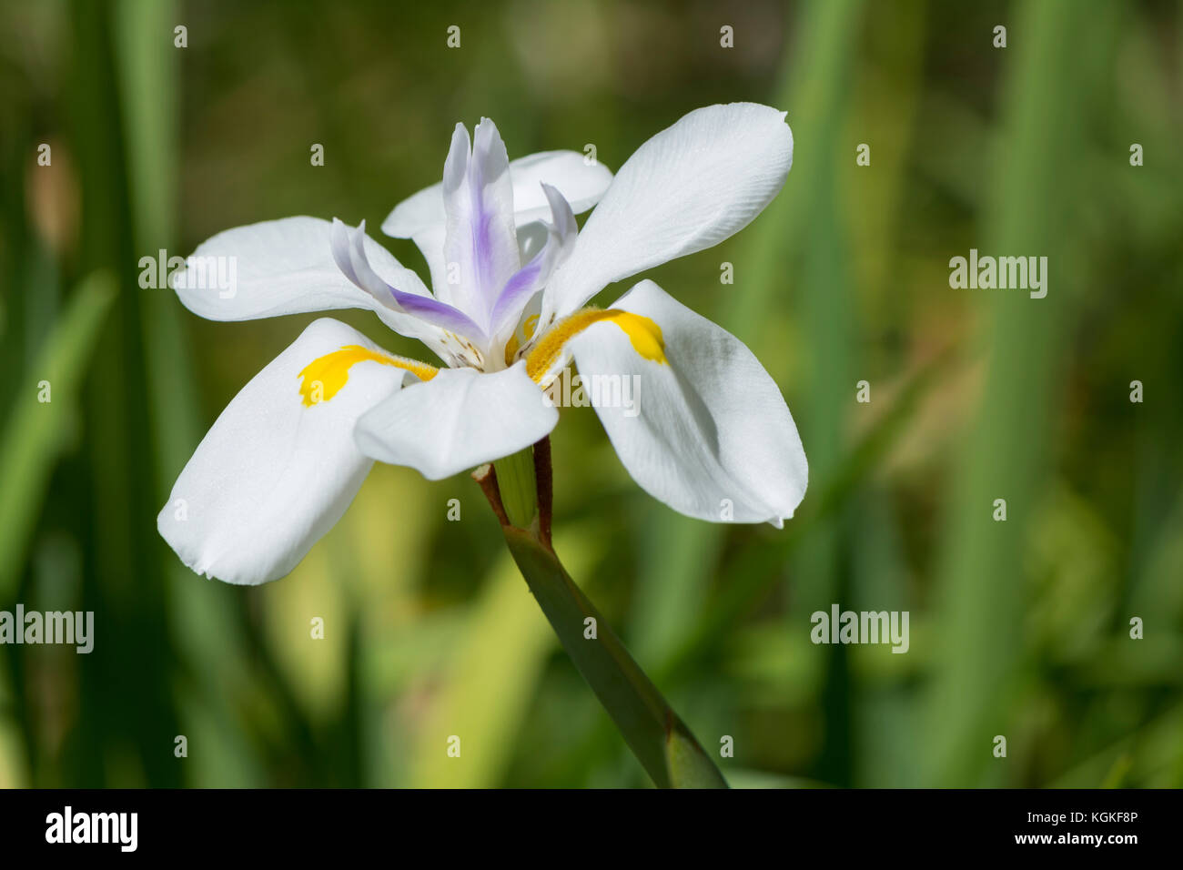 Dietes grandiflora fiore, noto anche come grande iris selvatici o fata iris che cresce in un ambiente da giardino. molto superficiale concentrarsi solo sul centro del flowe Foto Stock