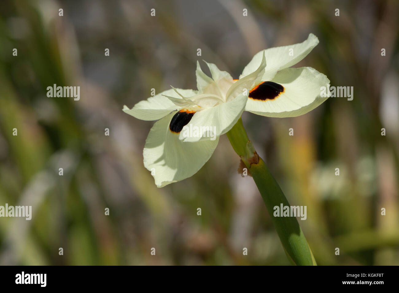 Dietes bicolor - iris nel suo ambiente naturale con fogliame naturale sfondo. fuoco primario è sul fiore con lo sfondo fuori fuoco. Foto Stock