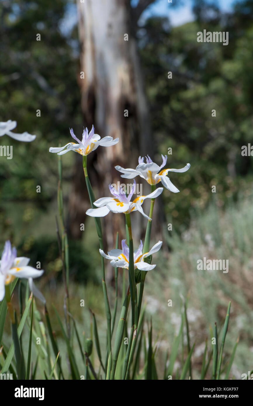 Dietes iridioides fiori in un giardino australiano bed e gomma di albero in background. nativo per il Sud Africa in Kenya. Noto anche come african iris, cap Foto Stock