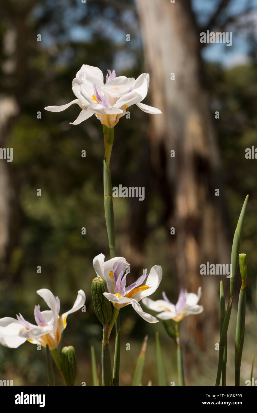 Dietes iridioides fiori in un giardino australiano bed e gomma di albero in background. nativo per il Sud Africa in Kenya. Noto anche come african iris, cap Foto Stock