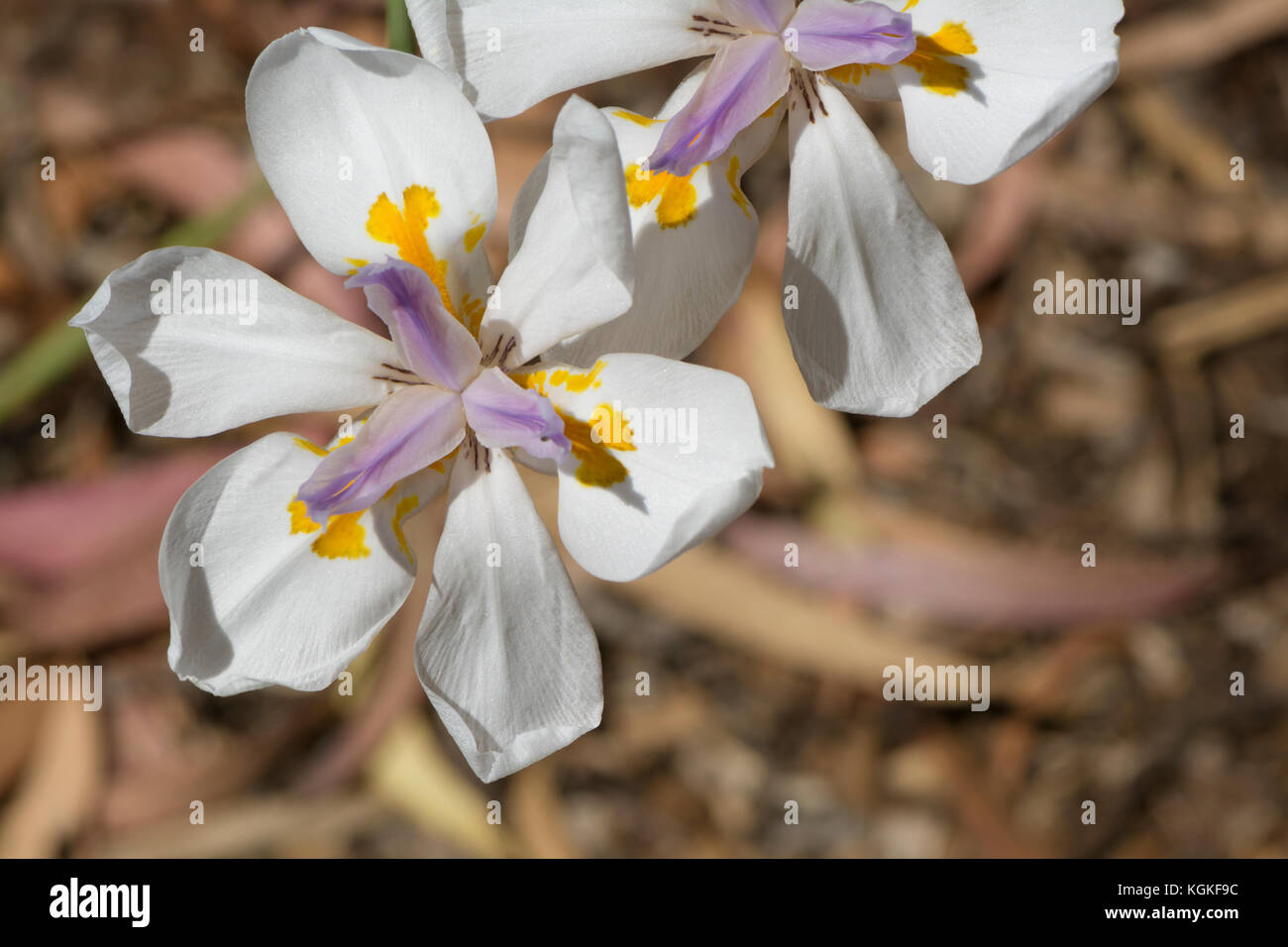 Dietes iridioides fiori, originaria del Sud Africa in Kenya. Noto anche come african iris, cape iris, quindici giorni lily, morea iris e iris selvatici. Foto Stock