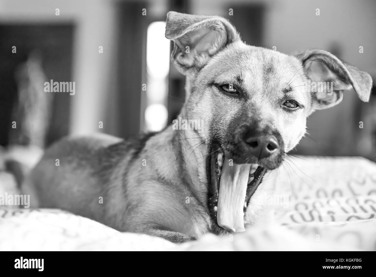 Bello cane, grazioso cucciolo Foto Stock