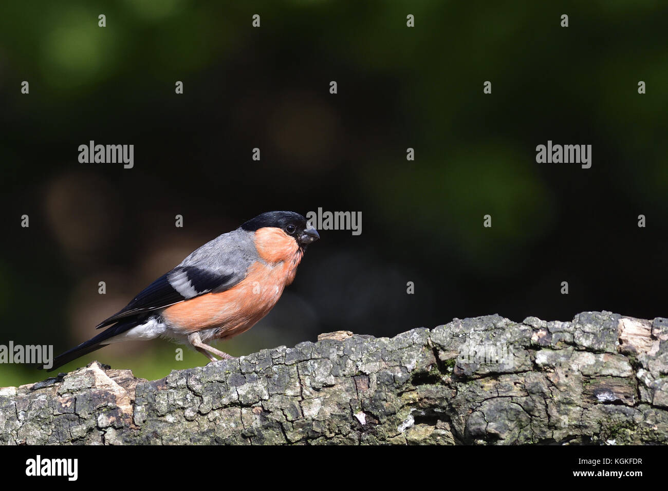 Un maschio ciuffolotto (Pyrrhula pyrrhula) appollaiate su un ramo di legno in un giardino suburbano, Coventry, Regno Unito. Foto Stock