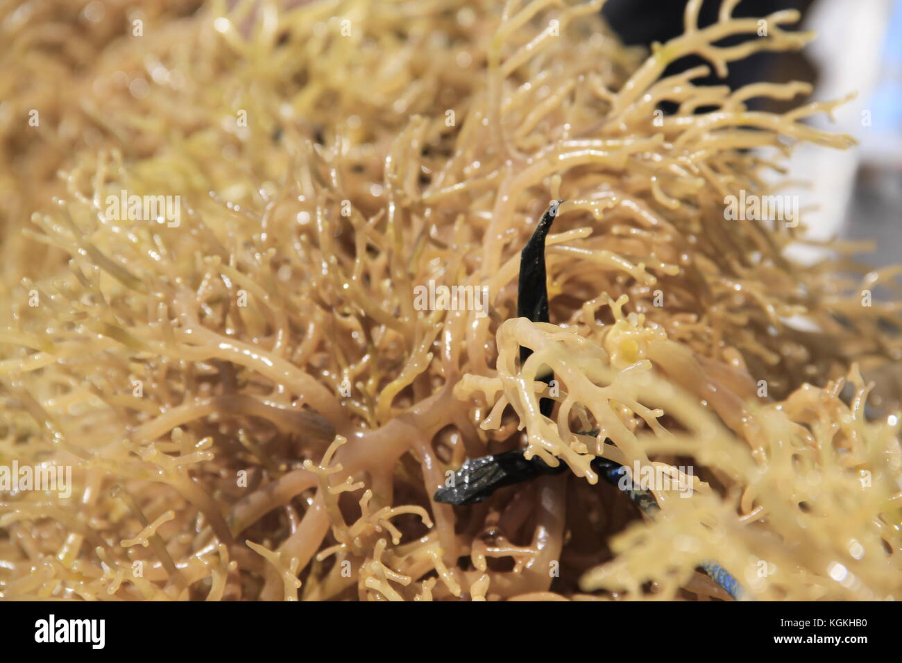 Rumput laut sumbawa Foto Stock