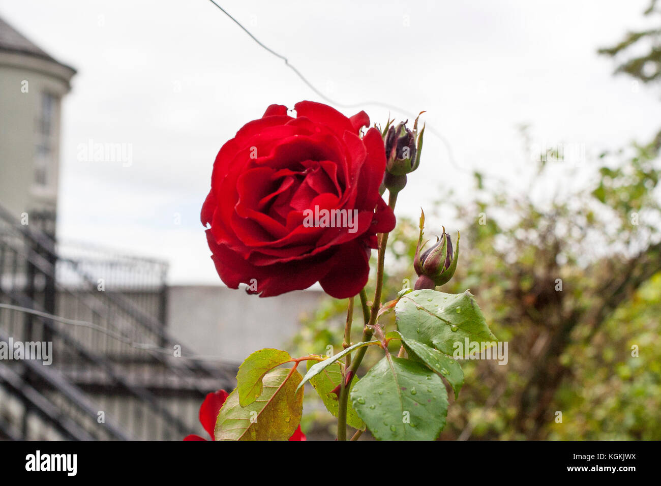 Single red rose con piccole gemme in un luminoso giardino d'estate con sfondo sfocato Foto Stock