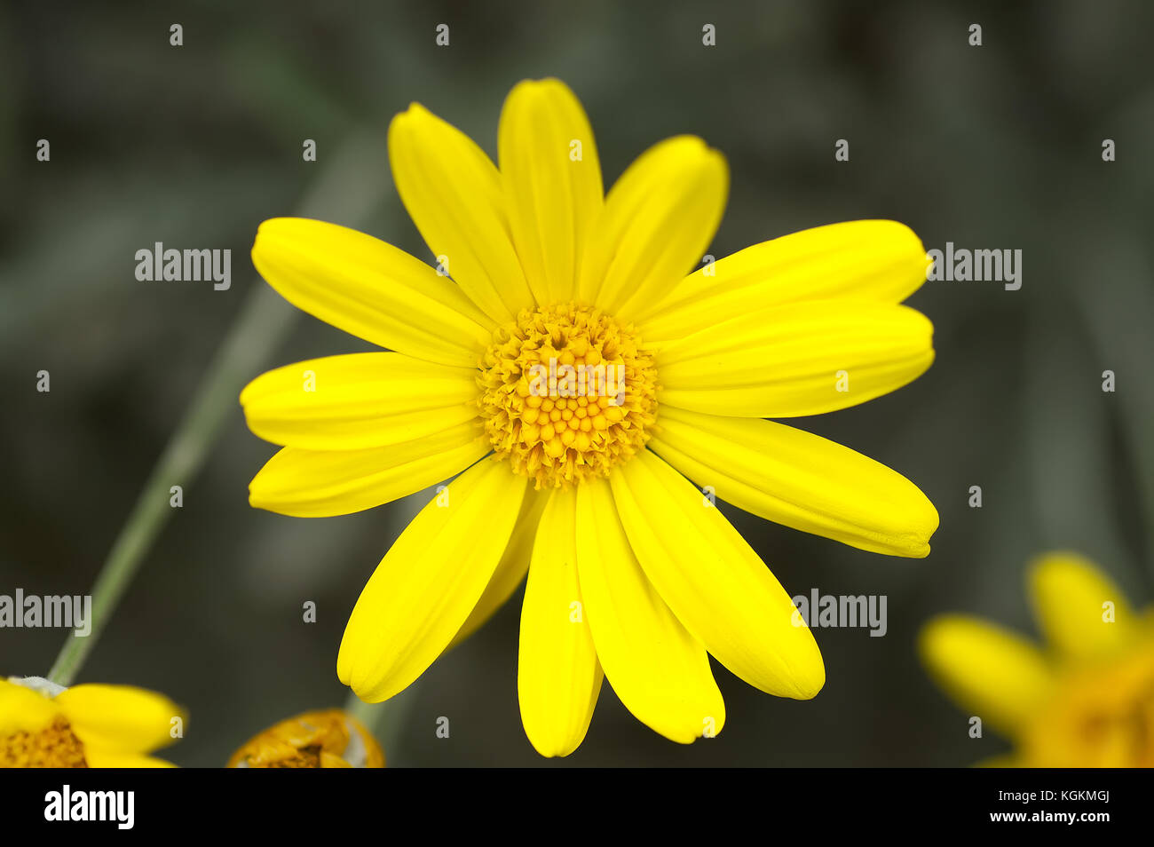 Primo piano giallo daisy noto come il mais calendula (glebionis segetum) contro uno sfondo scuro. La stagione autunnale di riviera francese. Foto Stock