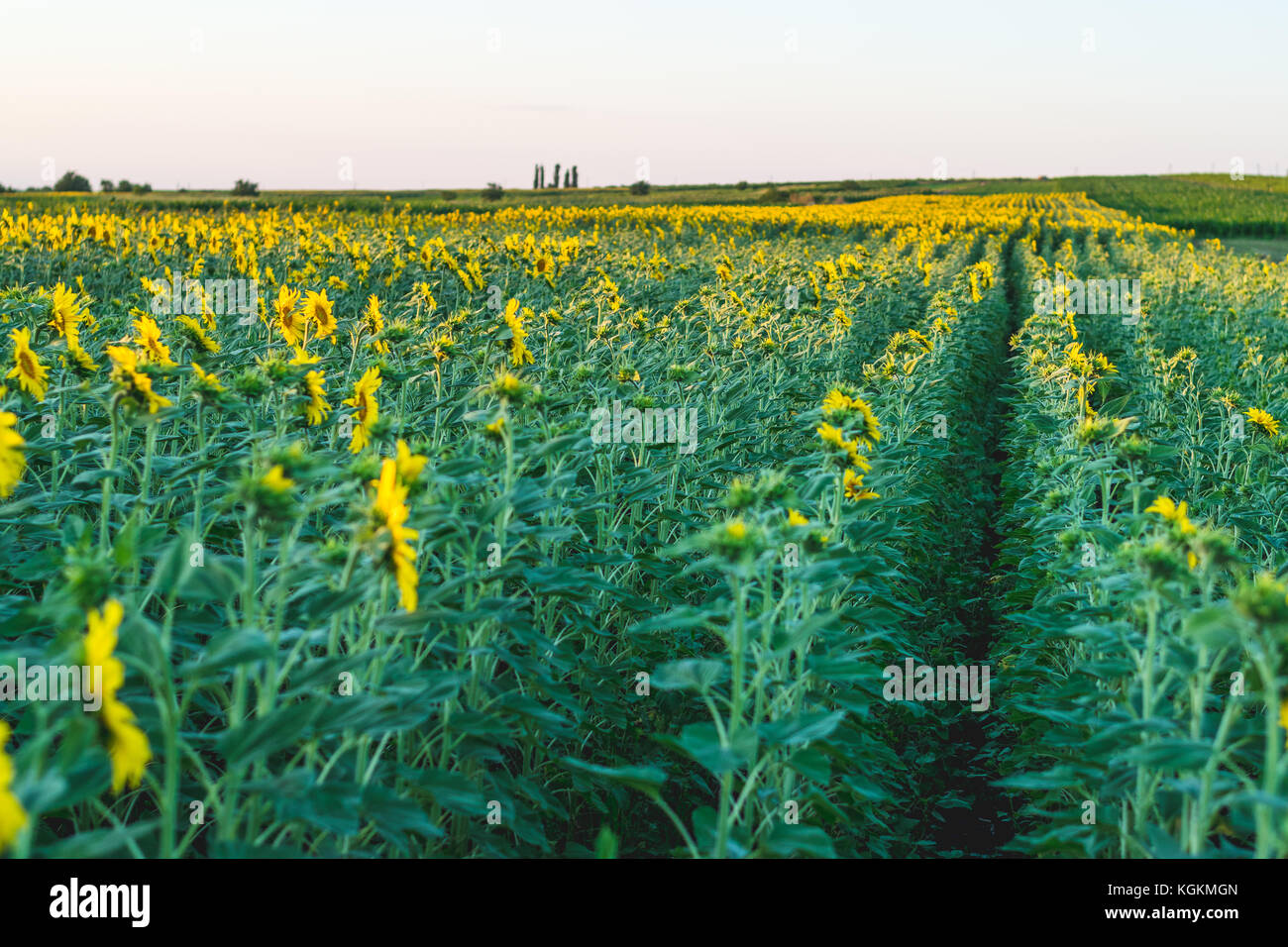 Campo di semi di girasole in Moldova Foto Stock