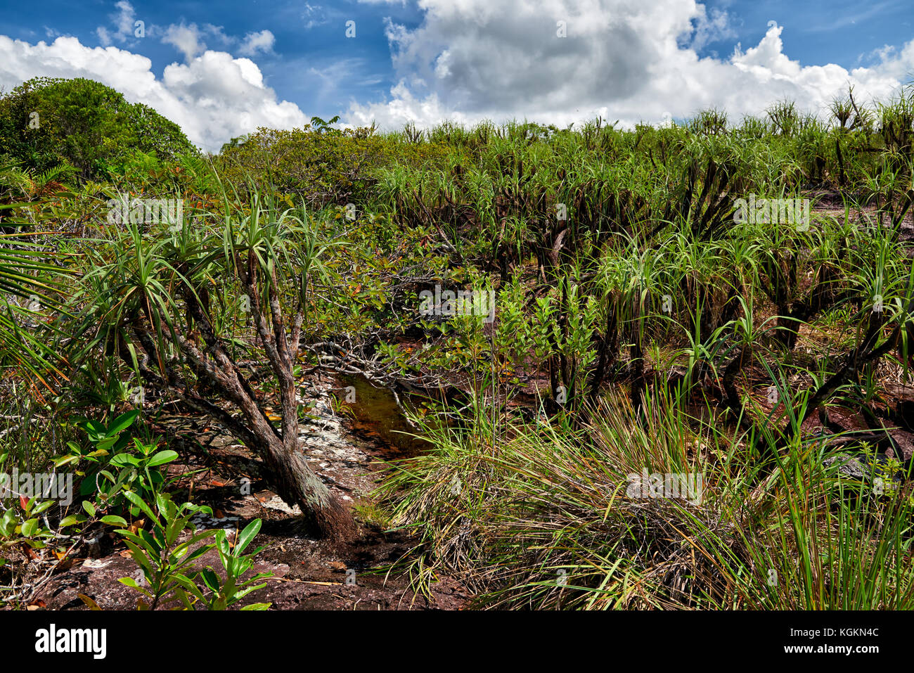 Tipico paesaggio con piante tipiche nel Parco Nazionale Serrania de la Macarena, La Macarena, Colombia, Sud America Foto Stock