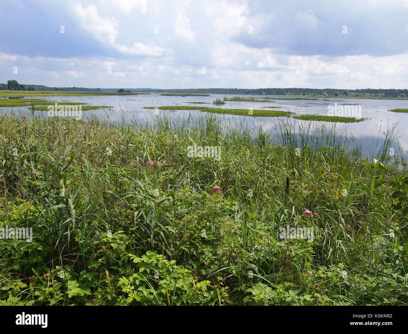 Parco Nazionale Belovezhskaya Pushcha (Repubblica di Bielorussia) Foto Stock