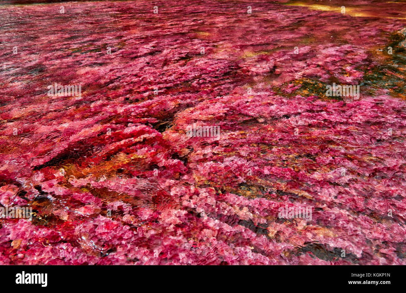 Alghe rosse di cano cristales chiamato 'Fiume di cinque colori' o il 'liquid rainbow", Serrania de la Macarena, la macarena, Colombia, Sud America Foto Stock
