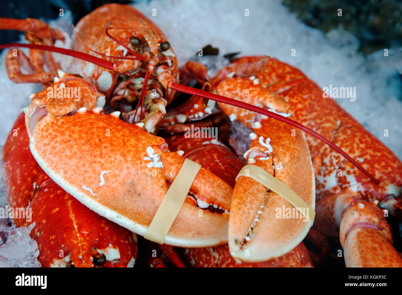 Red Lobster con fasce elastiche su sue pinze Foto Stock