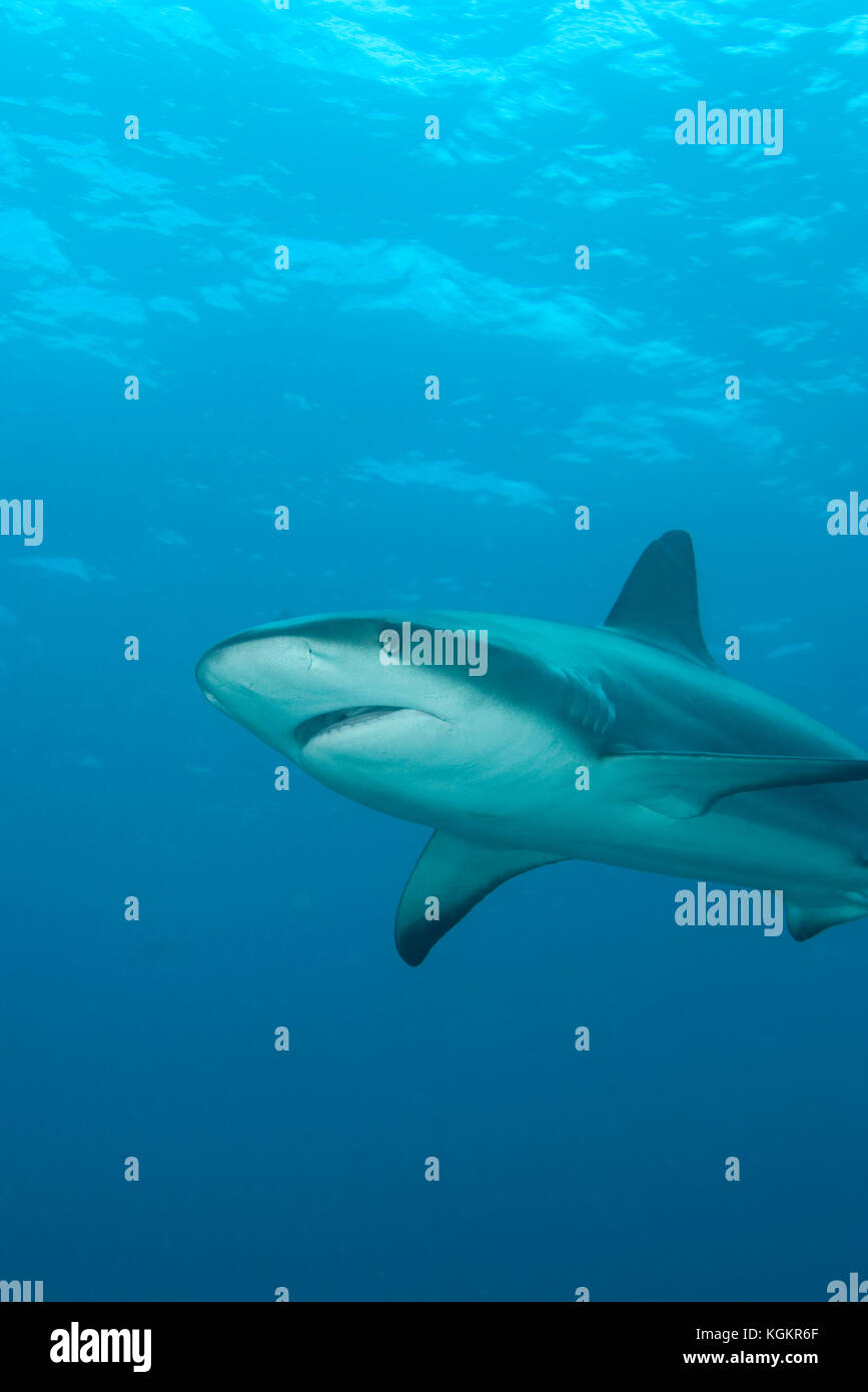 Caribbean Reef Shark Carcharhinus perezi Foto Stock