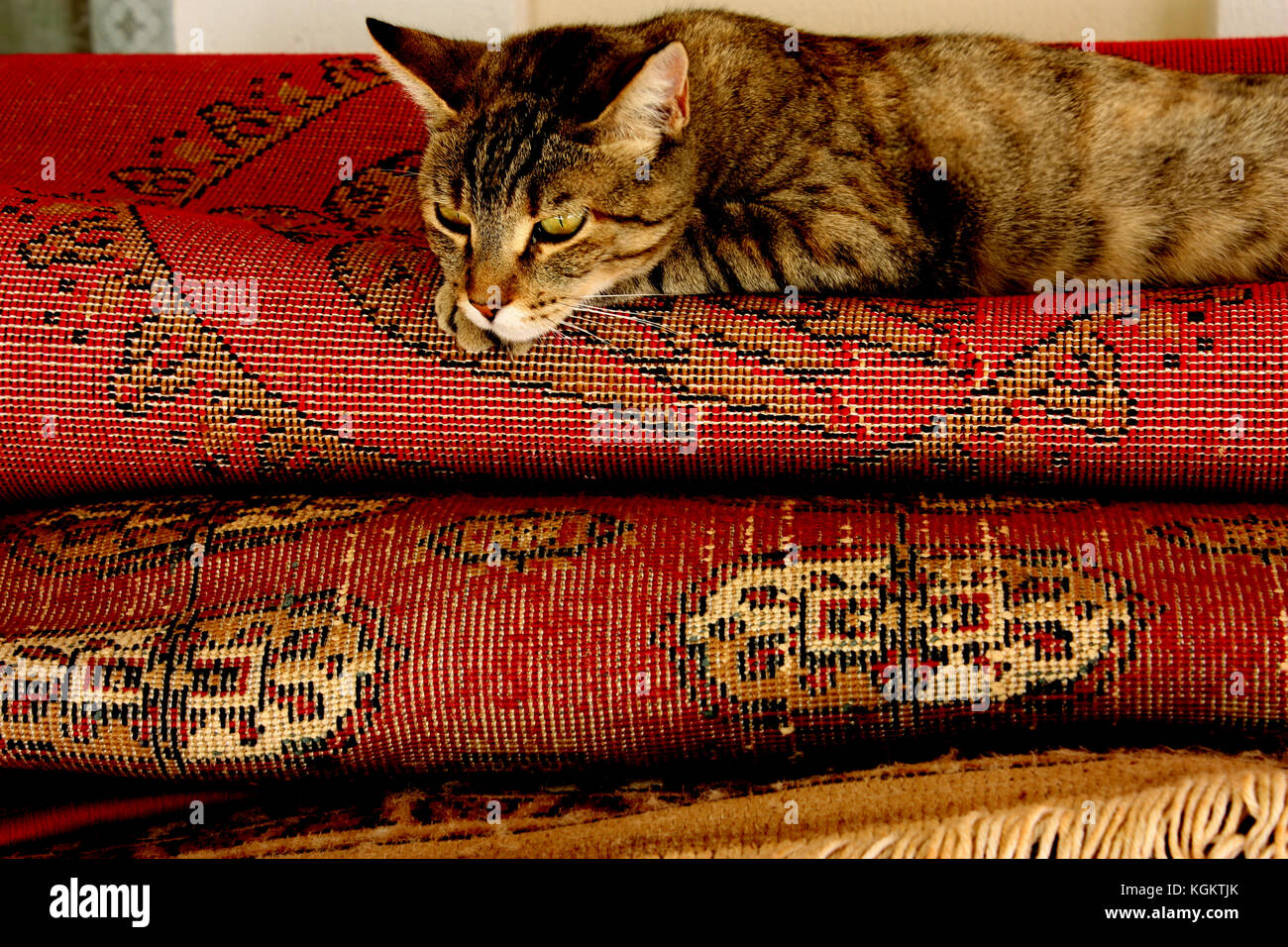 Un gatto su un tappeto su SAMOS, ISOLE DELL' EGEO, Grecia Foto Stock