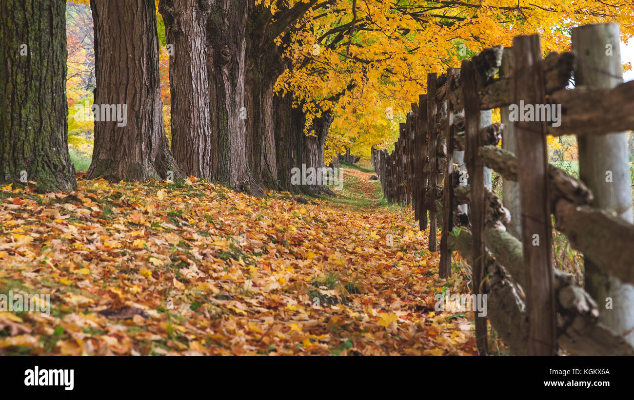 I colori dell'Autunno Foto Stock