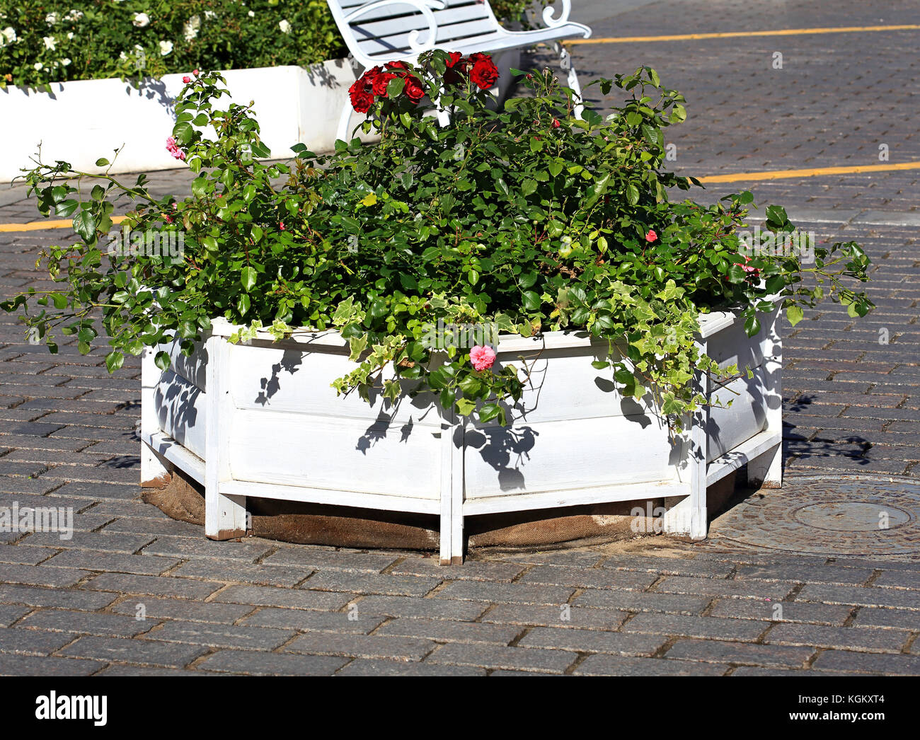 Base in legno con piccole lasciava arbusti ornamentali per decorare le piazze Foto Stock