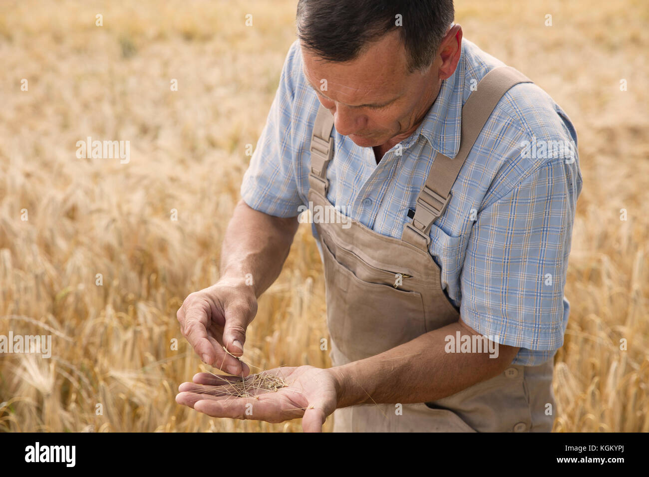 Maschio maturo agricoltore esaminando le coltivazioni di grano presso l'azienda Foto Stock