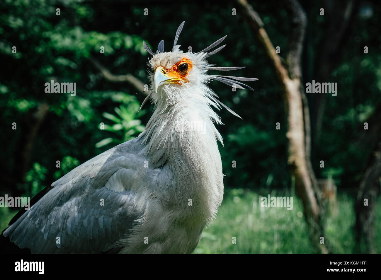 Close-up di segretario di uccelli nel bosco Foto Stock