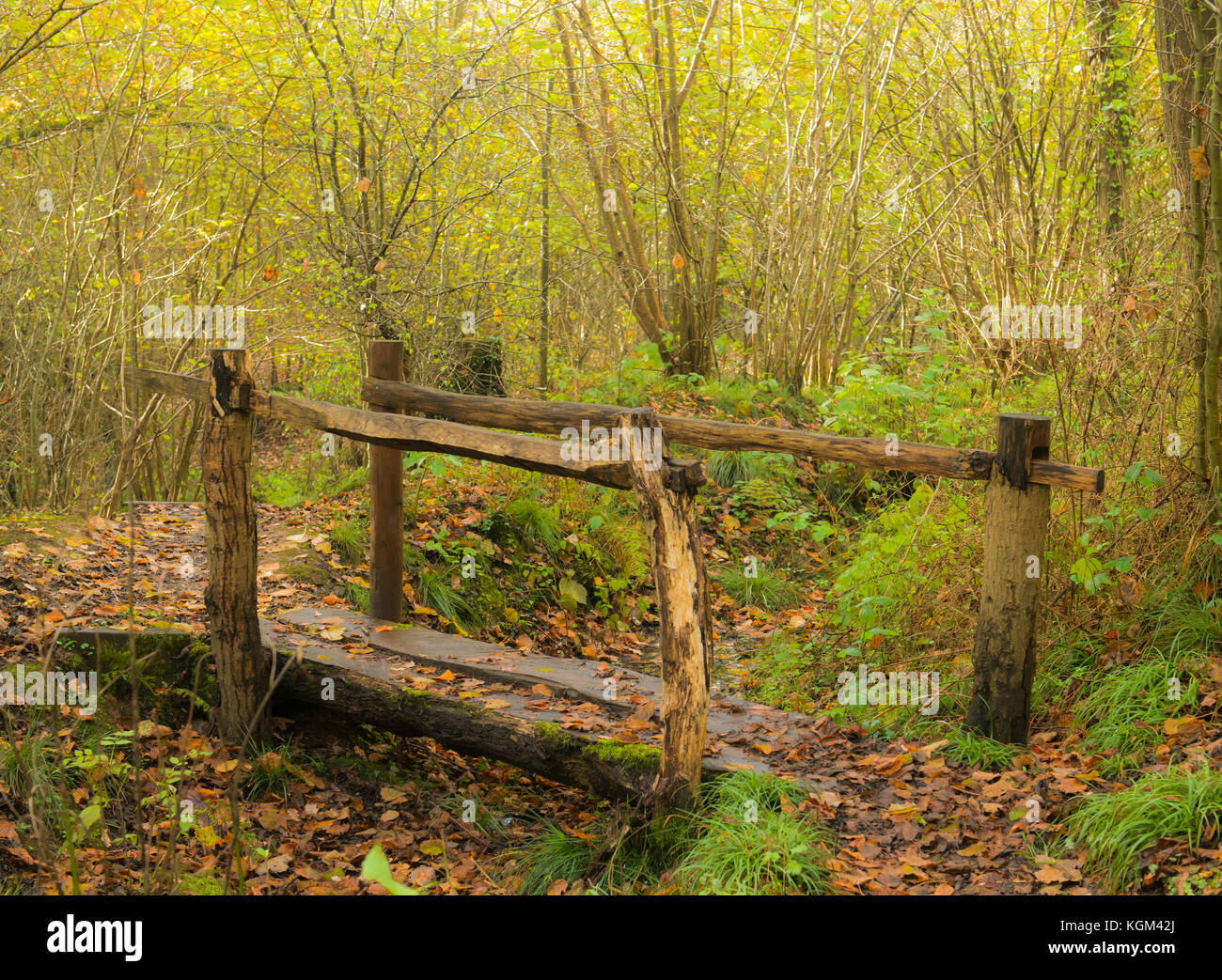 Percorso forestale durante l'autunno 2017, Poynton Coppice, Poynton, Cheshire Foto Stock