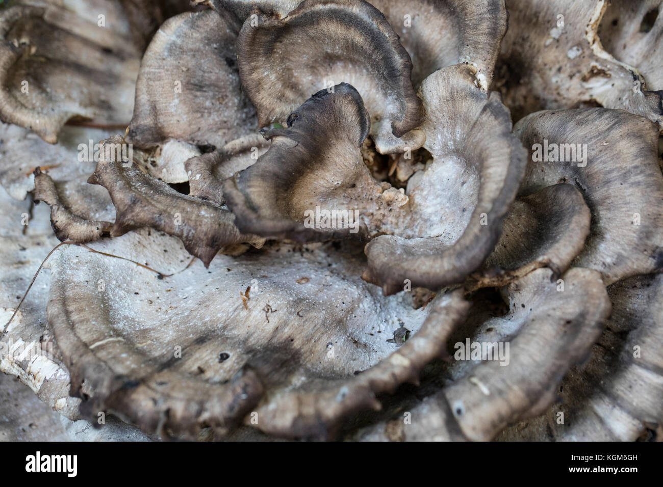 Cavolo come funghi che crescono sul suolo della foresta. Foto Stock