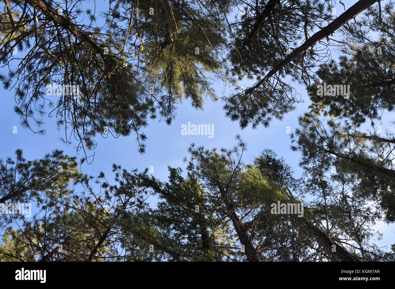 Guardando verso l'alto molto fino ad alberi di Washington Foto Stock