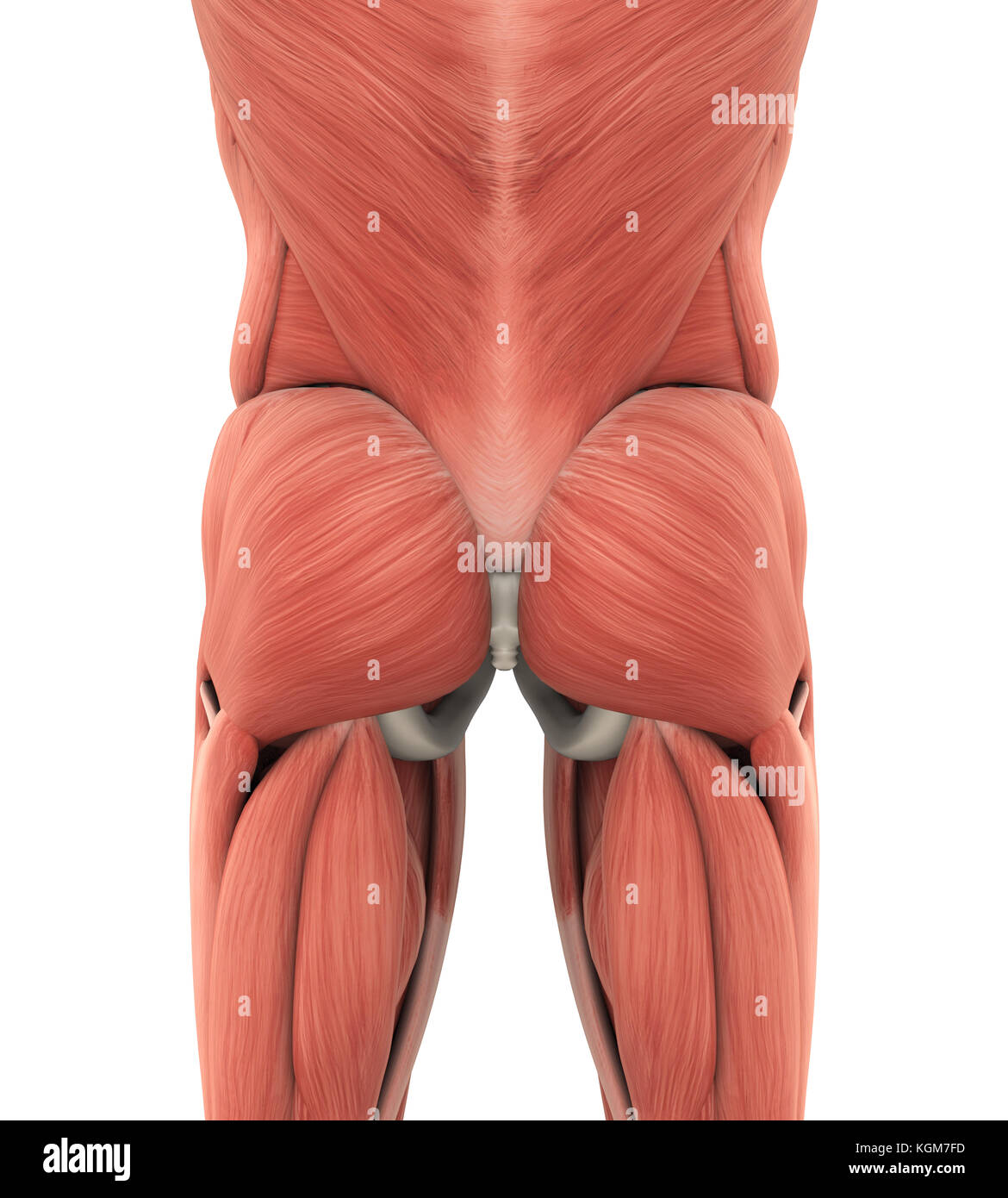Human muscoli glutei anatomia Foto Stock